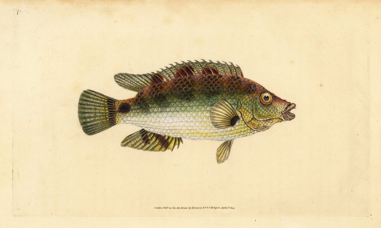 Corkwing wrasse, Symphodus melops (Goldfinny, Labrus cornubius). Edward Donovan tarafından Natural History of British Fishes, Donovan ve F.C. ve J. Rivington, Londra by Edward Donovan