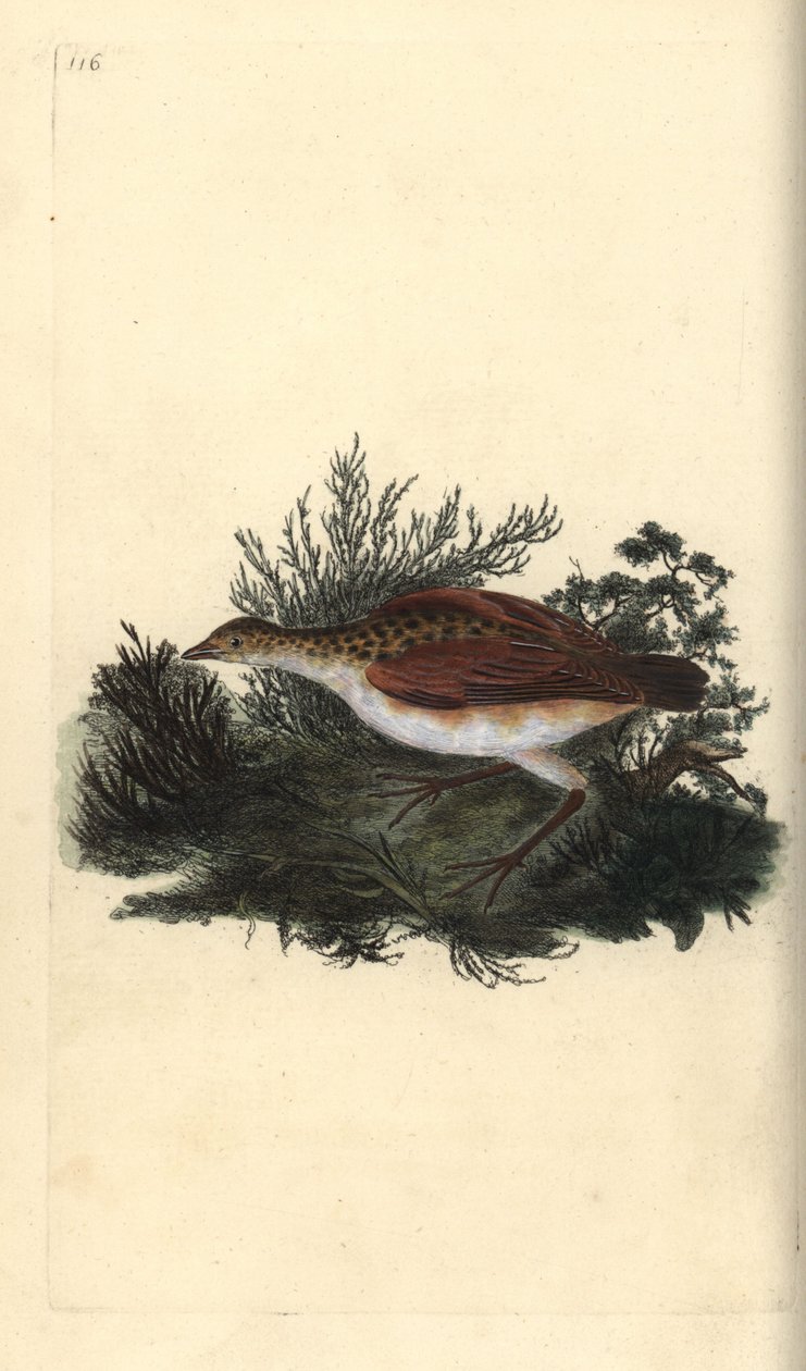 Mısır kraker, Crex crex. Yakın tehdit. Edward Donovan tarafından kendi “Natural History of British Birds” Londra kitabından çizilip kazınmış, elle boyanmış bakır levha by Edward Donovan