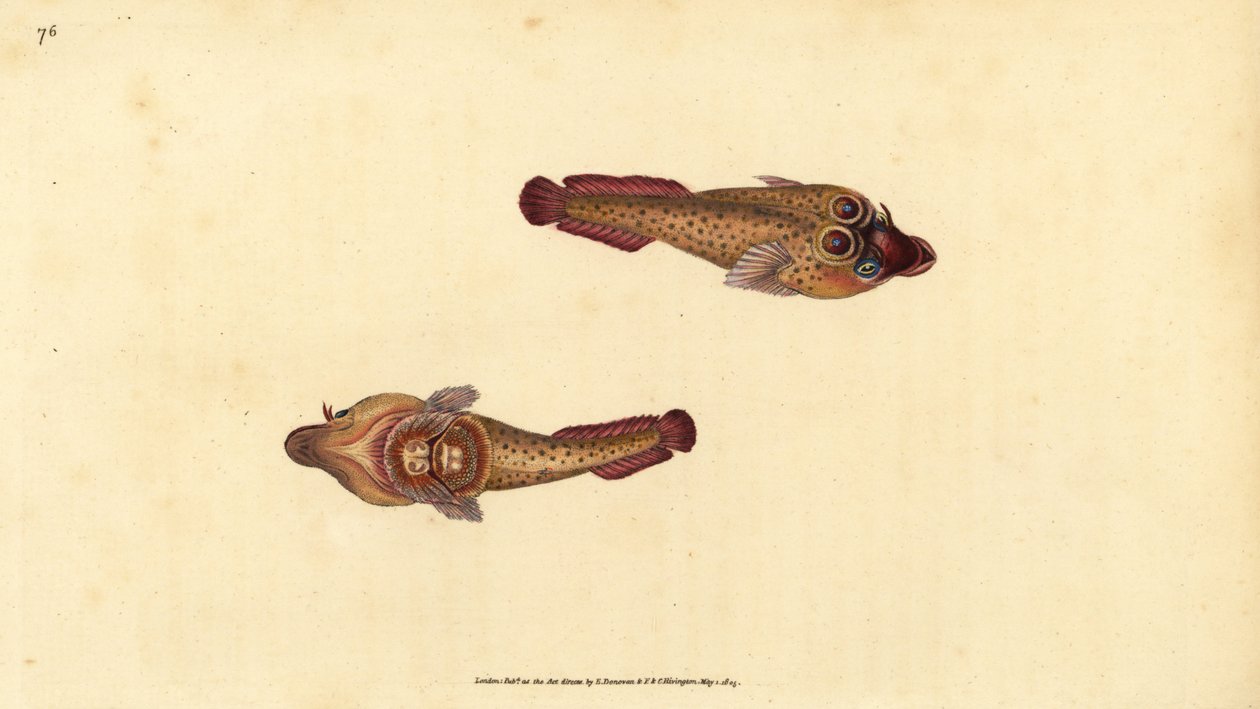 Cornish enayi, Lepadogaster purpurea (Ocellated enayi, Cyclopterus ocellatus). Edward Donovan tarafından Natural History of British Fishes, Donovan ve F.C. ve J. Rivington, Londra by Edward Donovan