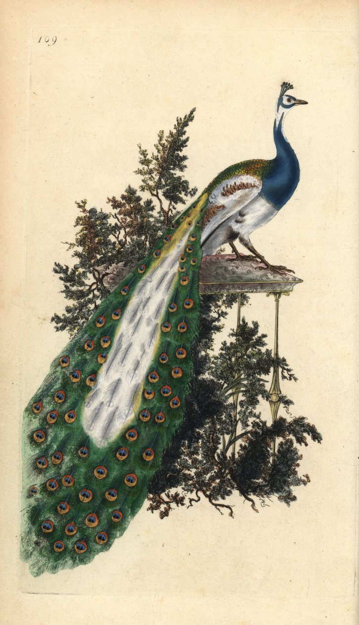 Tepeli tavus kuşu, Hint veya mavi tavus kuşu, Pavo cristatus. Edward Donovan tarafından kendi “Natural History of British Birds” Londra kitabından çizilip kazınmış, elle boyanmış bakır levha by Edward Donovan