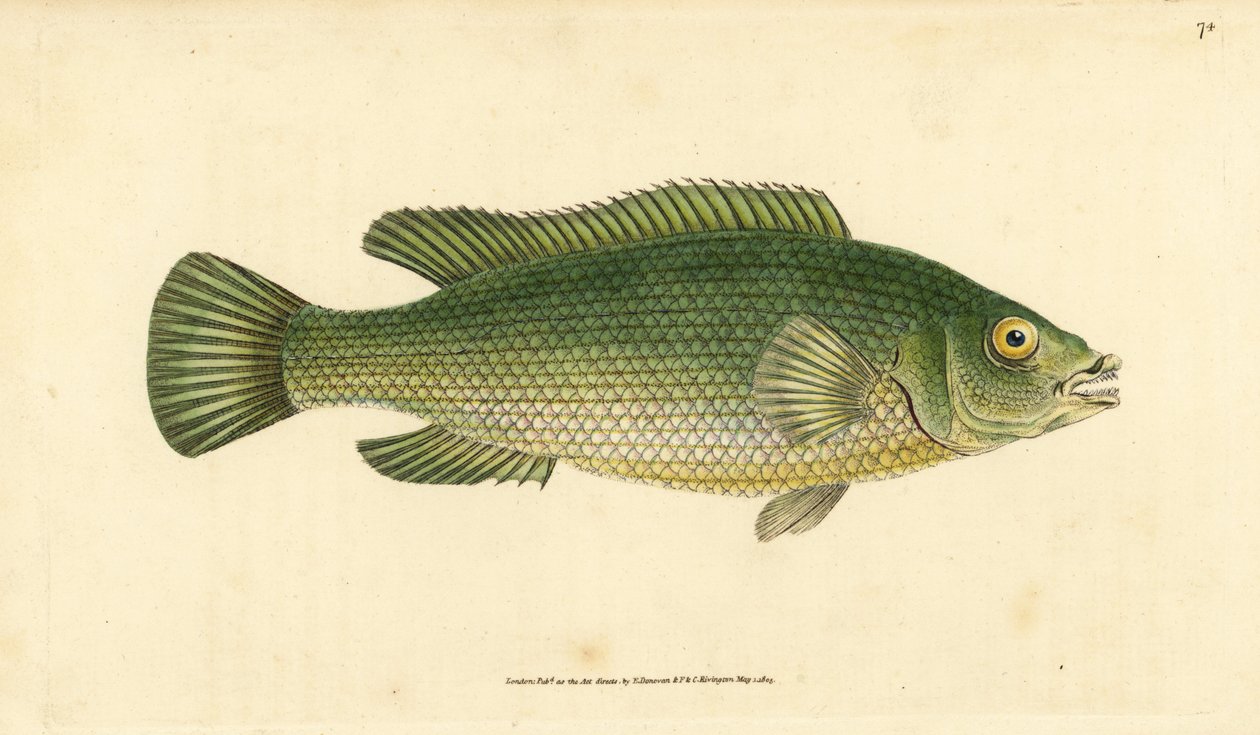 Guguklu wrasse, Labrus mixtus (Çizgili wrasse, Labrus lineatus). Edward Donovan tarafından Natural History of British Fishes, Donovan ve F.C. ve J. Rivington, Londra by Edward Donovan