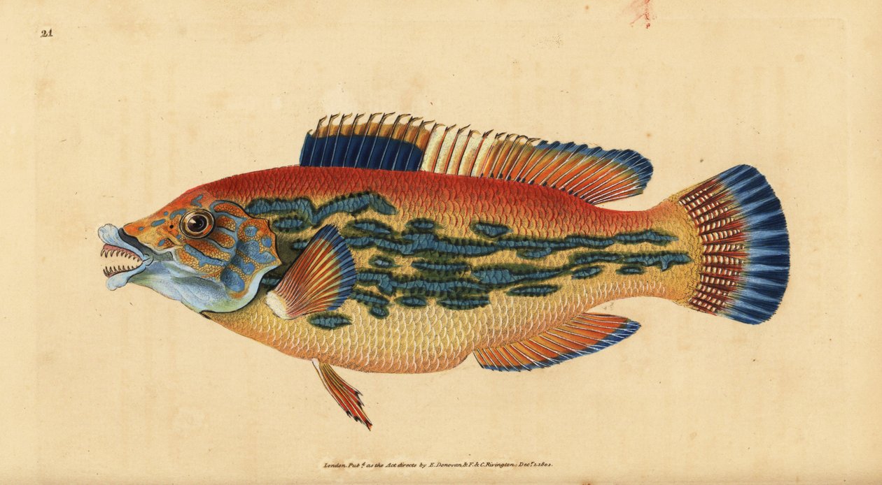 Cuckoo wrasse, Labrus mixtus (Çizgili wrasse, Labrus variegatus). Edward Donovan tarafından Natural History of British Fishes, Donovan ve F.C. ve J. Rivington, Londra by Edward Donovan