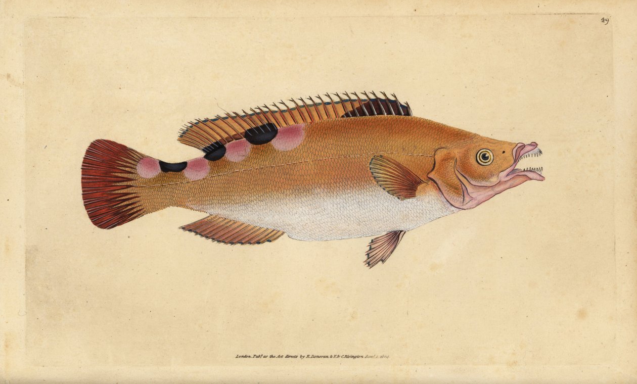 Cuckoo wrasse, Labrus mixtus (Trimaculated wrasse, Labrus trimaculatus). Handcoloured copperplate drawn and engraved by Edward Donovan from his Natural History of British Fishes, Donovan and F.C. and J. Rivington, London by Edward Donovan