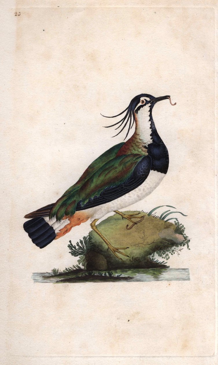 Kupa Kızağı. Vanellus vanellus (Tringa vanellus). İngiliz Kuşlarının Natural History, Londra
