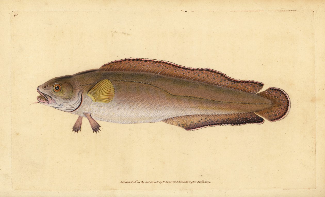 Cusk veya tusk, Brosme brosme (Brosme veya Scotch torsk, Gadus brosme). Edward Donovan tarafından Natural History of British Fishes, Donovan ve F.C. ve J. Rivington, Londra by Edward Donovan