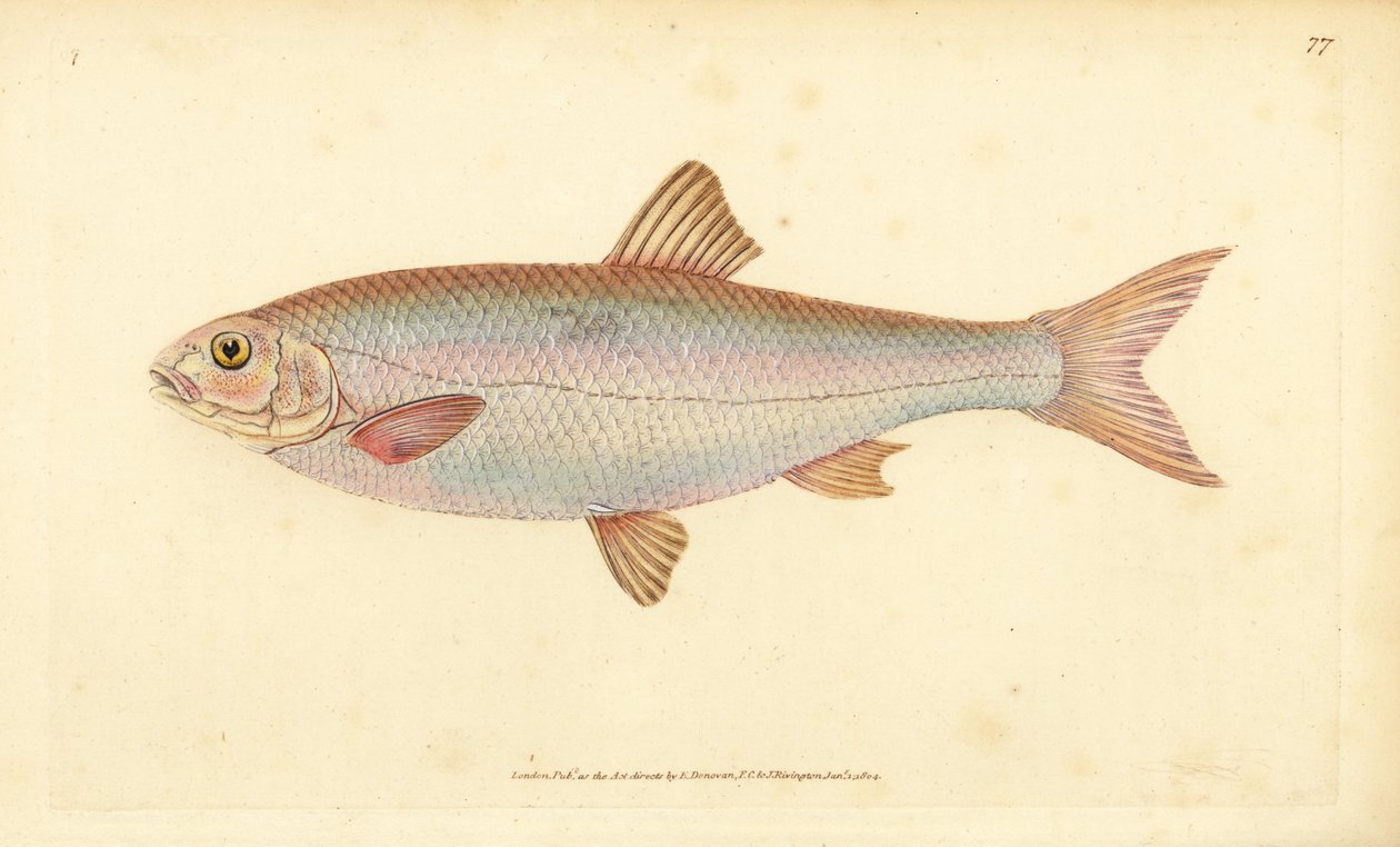 Dace, Leuciscus leuciscus (Cyprinus leuciscus). Edward Donovan tarafından Natural History of British Fishes, Donovan ve F.C. ve J. Rivington, Londra by Edward Donovan