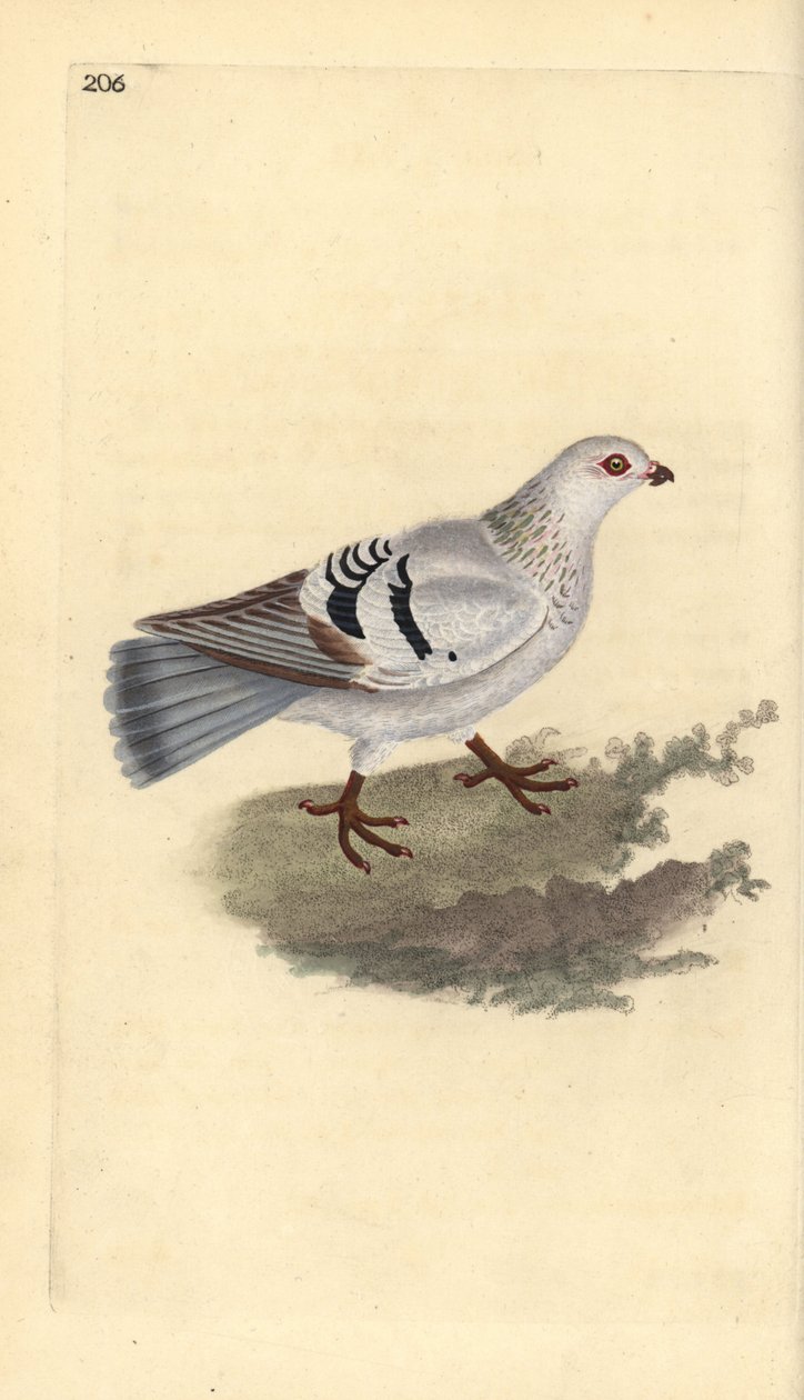 Yerli güvercin, Columba livia domestica. Edward Donovan tarafından kendi “Natural History of British Birds” Londra kitabından çizilip kazınmış, elle boyanmış bakır levha by Edward Donovan
