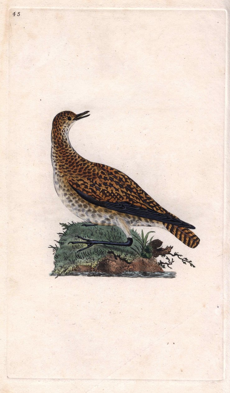 Dore cılıbıt. Pluvialis apricaria (Charadrius pluvialis). İngiliz Kuşlarının Natural History, Londra