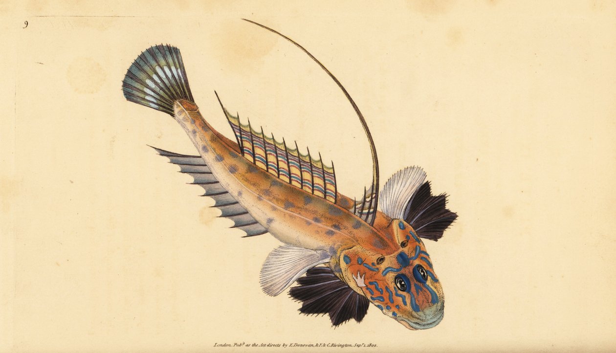 Dragonet veya değerli dragonet, Callionymus lyra. Edward Donovan tarafından Natural History of British Fishes, Donovan ve F.C. ve J. Rivington, Londra by Edward Donovan