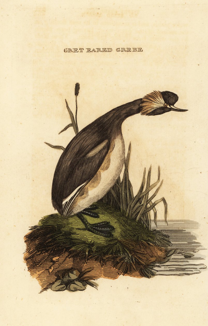 Kulaklı batağan veya boynuzlu batağan, yetişkin, Podiceps auritus by Edward Donovan