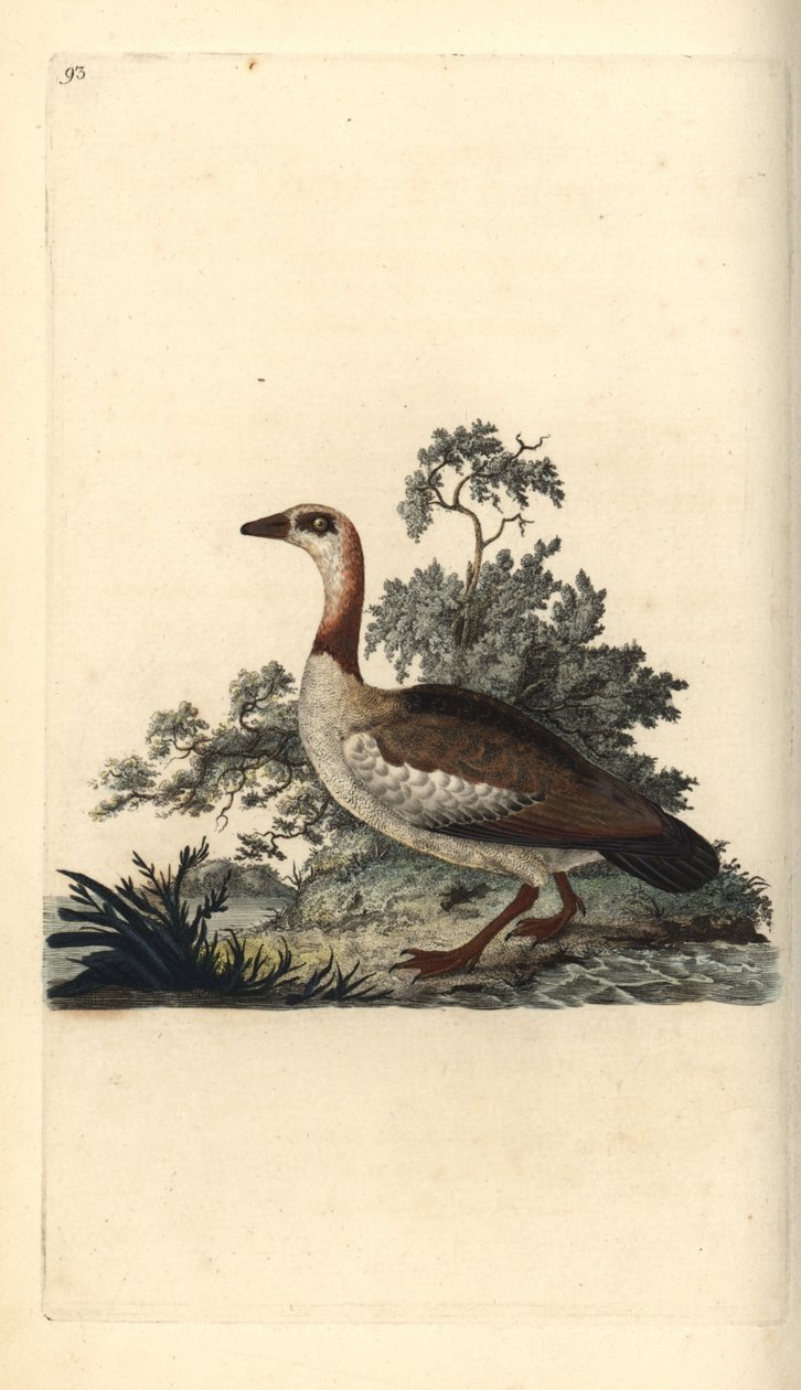 Mısır kazı, Alopochen aegyptiacus. Edward Donovan tarafından kendi “Natural History of British Birds” Londra kitabından çizilip kazınmış, elle boyanmış bakır levha by Edward Donovan