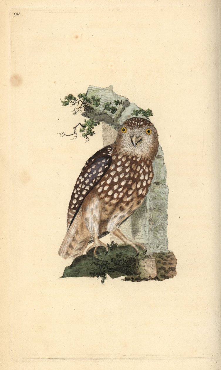 Avrasya Pigme Baykuşu, Glaucidium passerinum. Edward Donovan tarafından kendi “Natural History of British Birds” Londra kitabından çizilip kazınmış, elle boyanmış bakır levha by Edward Donovan