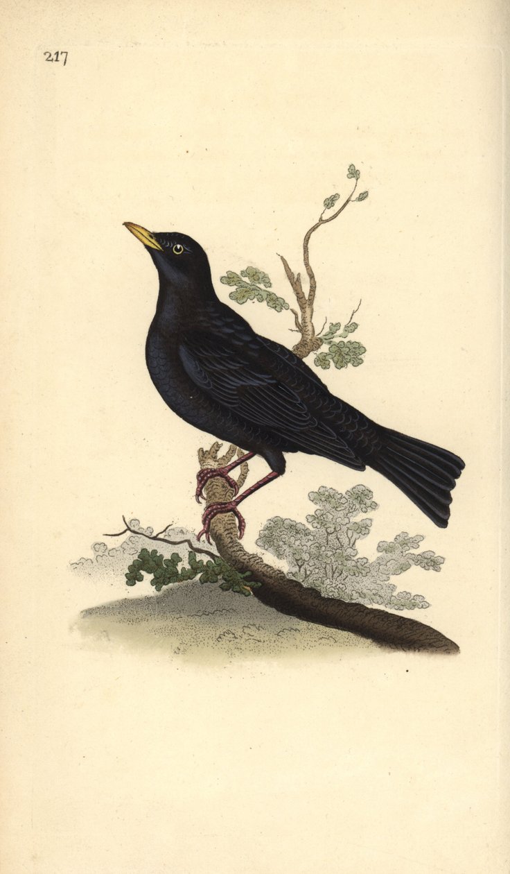 Avrasya karatavuğu, Turdus merula. Edward Donovan tarafından kendi “Natural History of British Birds” Londra kitabından çizilip kazınmış, elle boyanmış bakır levha by Edward Donovan