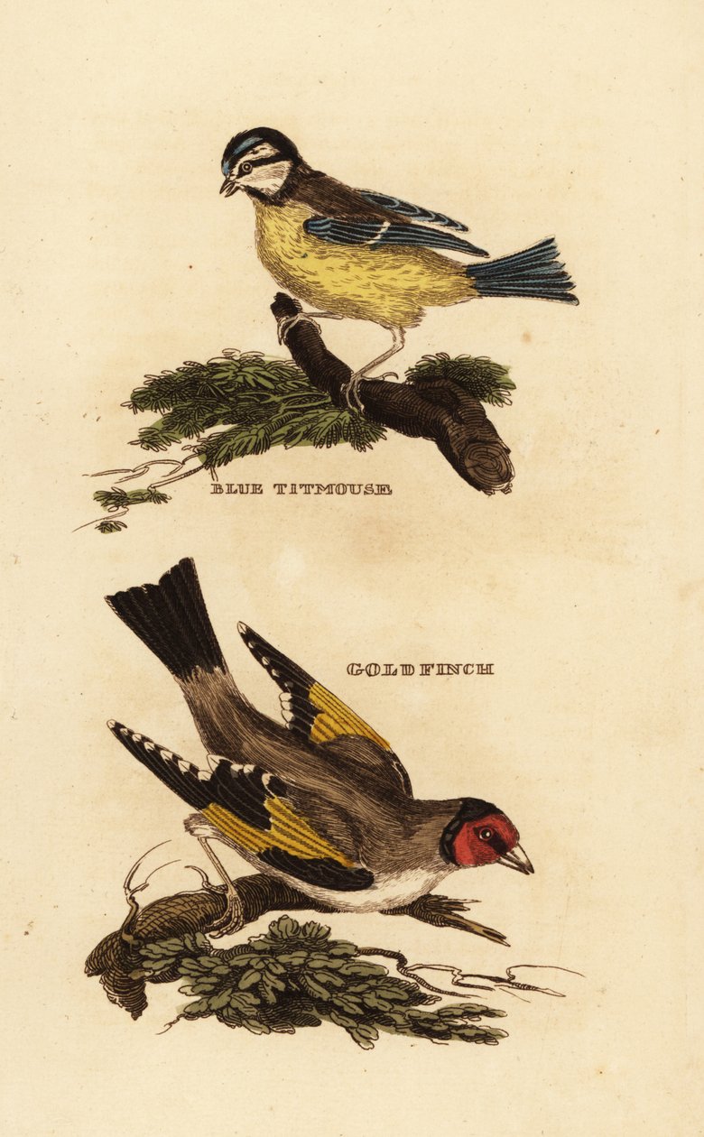 Avrasya mavi baştankara, Cyanistes caeruleus ve Avrupa saka kuşu, Carduelis carduelis by Edward Donovan