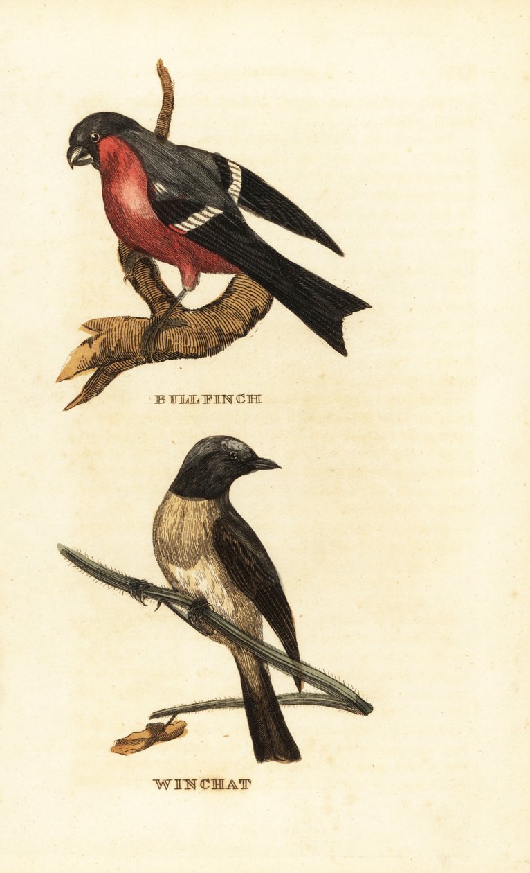 Avrasya şakrak kuşu, Pyrrhula pyrrhula ve whinchat, Saxicola rubetra by Edward Donovan
