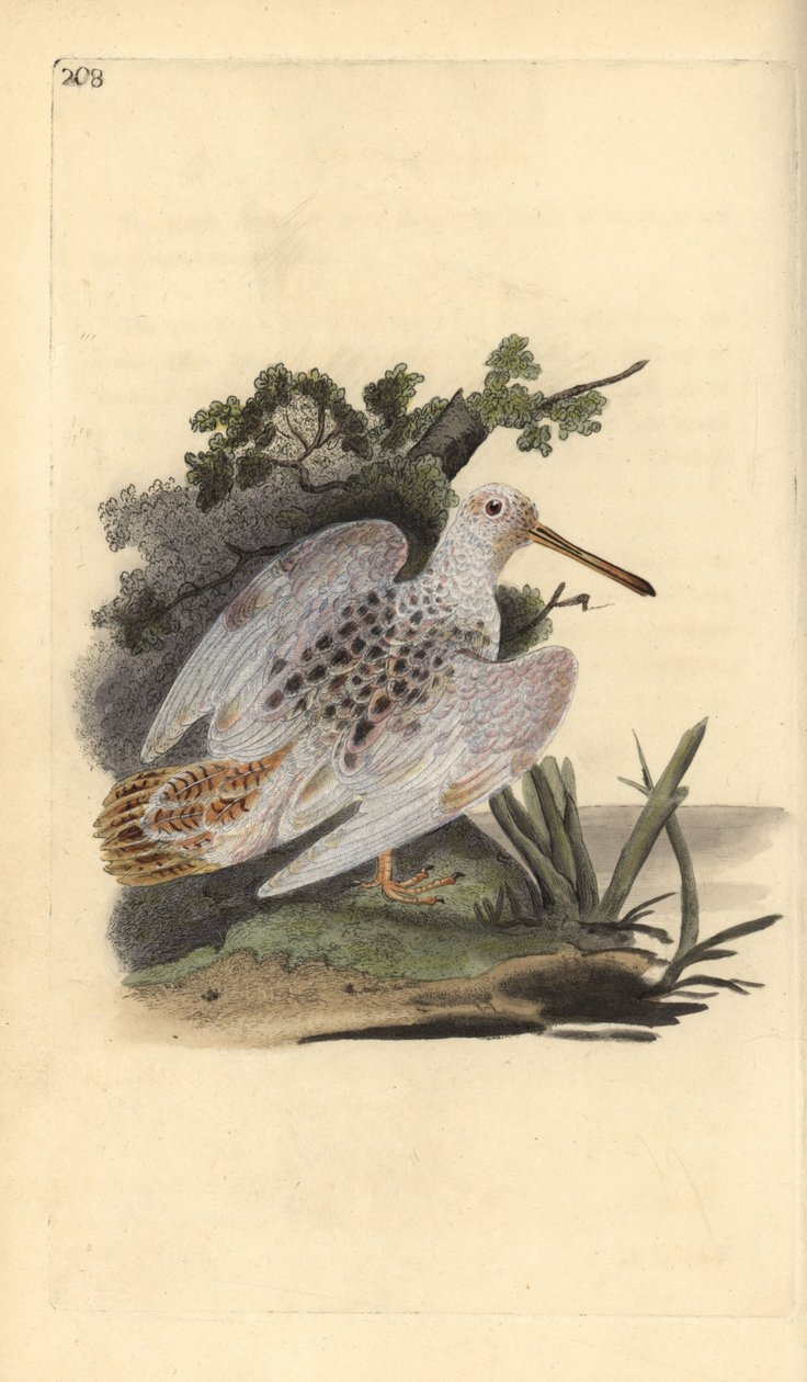 Avrasya ayak beyazı çulluk, Scolopax rusticola. Edward Donovan tarafından kendi “Natural History of British Birds” Londra kitabından çizilip kazınmış, elle boyanmış bakır levha by Edward Donovan
