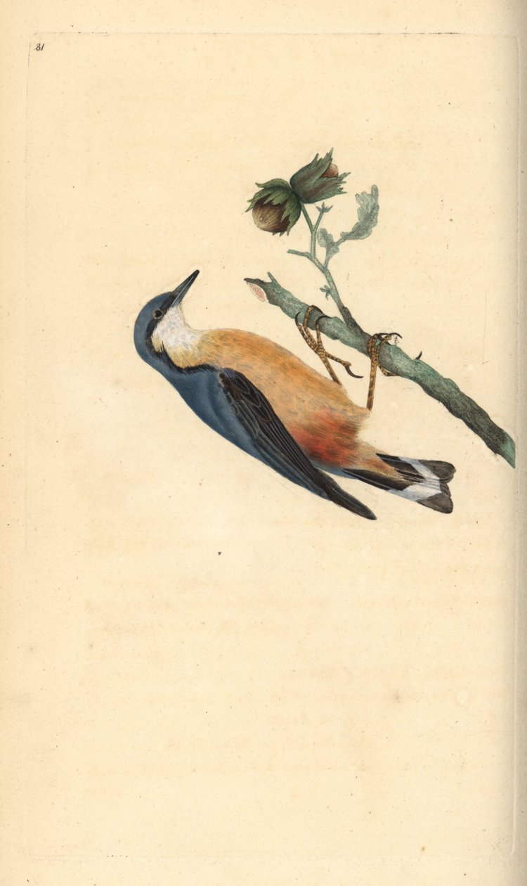 Avrasya sıvacı kuşu, Sitta europaea, bir fındık ağacının üzerinde, Corylus avellana. Edward Donovan tarafından kendi “Natural History of British Birds” Londra kitabından çizilip kazınmış, elle boyanmış bakır levha by Edward Donovan