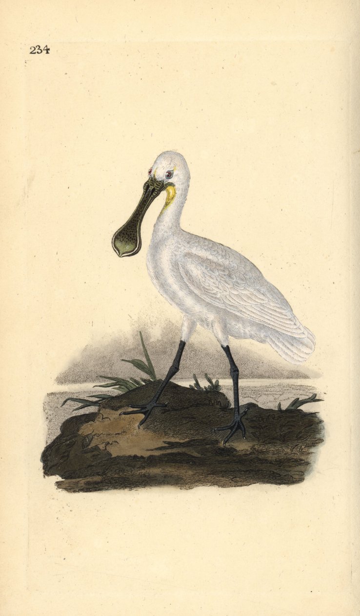 Avrasya veya sıradan kaşıkçı, Platalea leucorodia. Edward Donovan tarafından kendi “Natural History of British Birds” Londra kitabından çizilip kazınmış, elle boyanmış bakır levha by Edward Donovan
