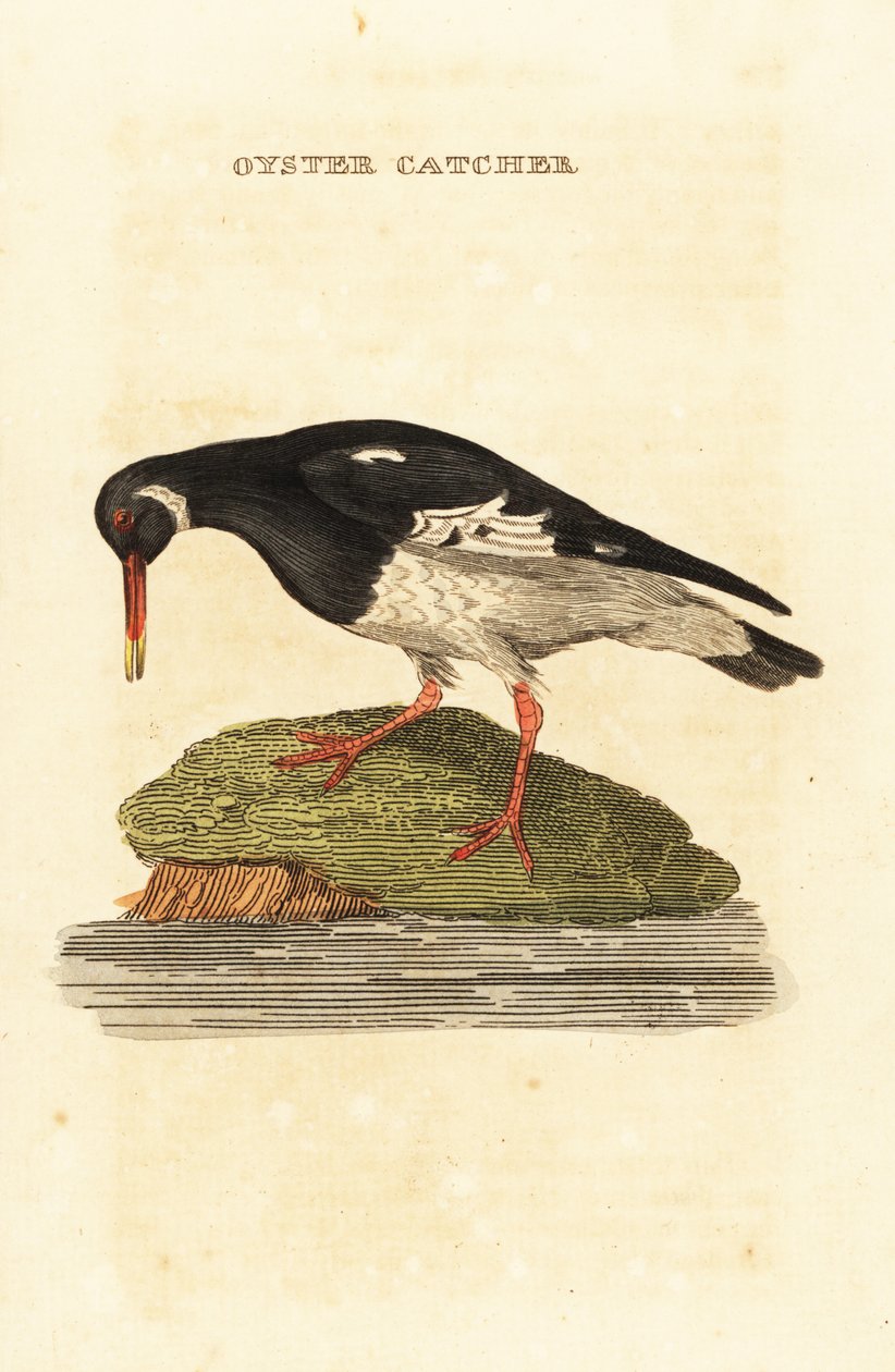 Avrasya istiridye avcısı, Haematopus ostralegus by Edward Donovan