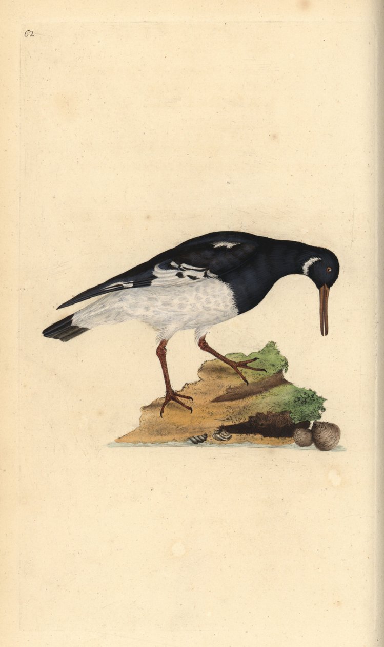 Avrasya istiridye avcısı, Haematopus ostralegus. Edward Donovan tarafından kendi “Natural History of British Birds” Londra kitabından çizilip kazınmış, elle boyanmış bakır levha by Edward Donovan