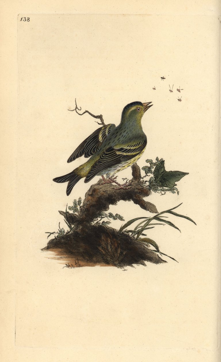 Avrasya siskin, Carduelis spinus. Edward Donovan tarafından kendi “Natural History of British Birds” Londra kitabından çizilip kazınmış, elle boyanmış bakır levha by Edward Donovan