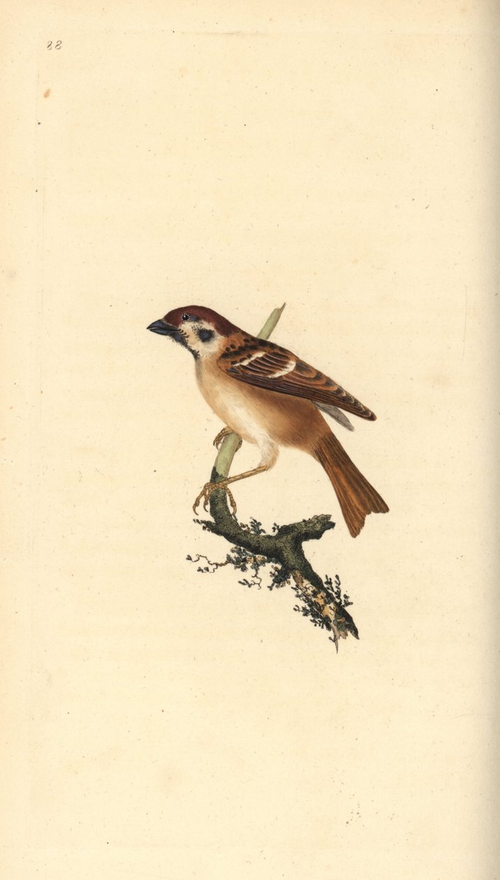 Avrasya ağaç serçesi, Plier montanus. Edward Donovan tarafından kendi “Natural History of British Birds” Londra kitabından çizilip kazınmış, elle boyanmış bakır levha by Edward Donovan