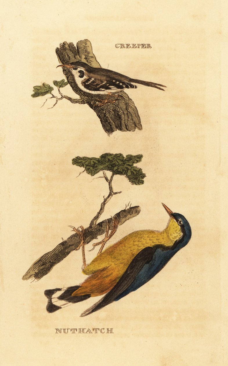 Avrasya ağaç sarmaşığı, Certhia aşinalık ve Avrasya sıvacı kuşu, Sitta europaea by Edward Donovan