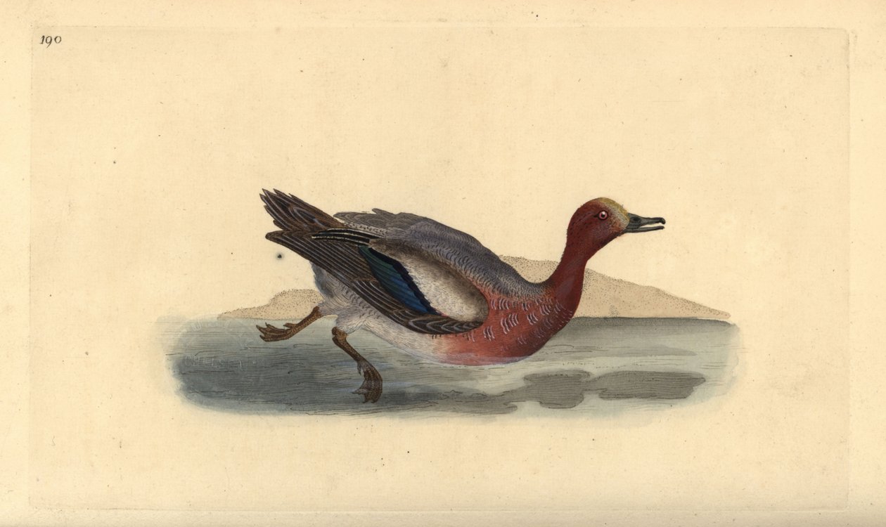 Avrasya kadını, Anas penelope. Edward Donovan tarafından kendi “Natural History of British Birds” Londra kitabından çizilip kazınmış, elle boyanmış bakır levha by Edward Donovan