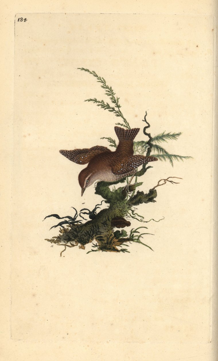 Avrasya çalıkuşu, troglodytes troglodytes. Edward Donovan tarafından kendi “Natural History of British Birds” (1794-1819) kitabından çizilmiş ve oyulmuş, elle boyanmış bakır levha. Edward Donovan (1768-1837) bir İngiliz-İrlandalı amatör zoolog, yazar, sana by Edward Donovan