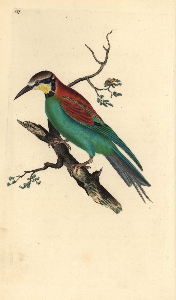 Avrupa arı kuşugiller, Merops apiaster. Edward Donovan tarafından kendi “British Birds
