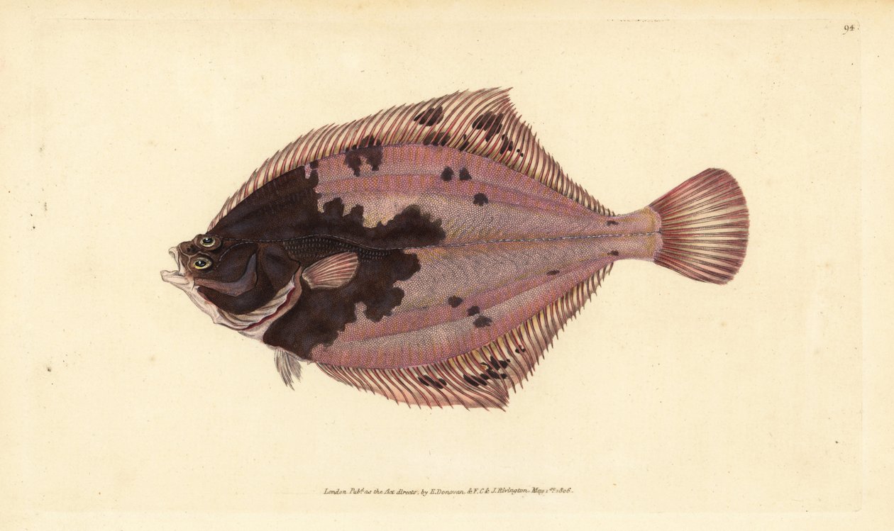 Avrupa pisi balığı, Platichthys flesus (Pisi balığı, Pleuronectes flesus). Edward Donovan tarafından Natural History of British Fishes, Donovan ve F.C. ve J. Rivington, Londra by Edward Donovan