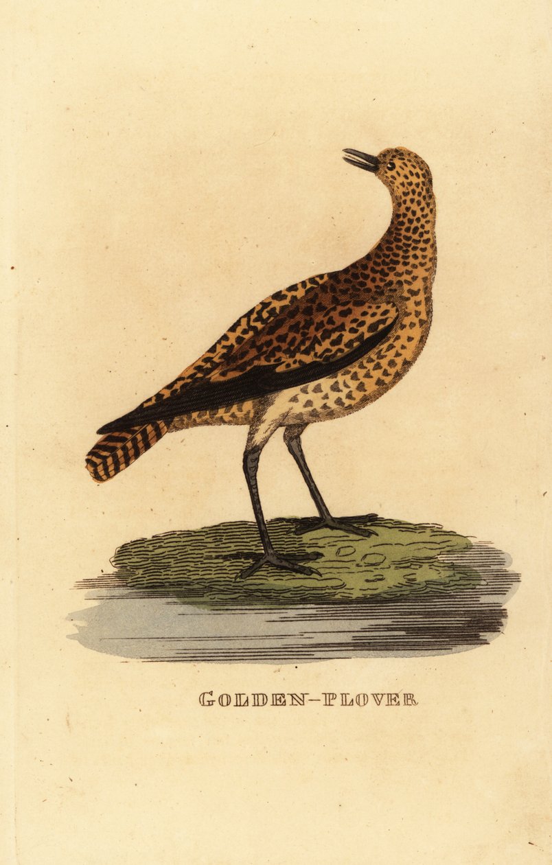 Avrupa altın cılıbıt, Pluvialis apricaria by Edward Donovan