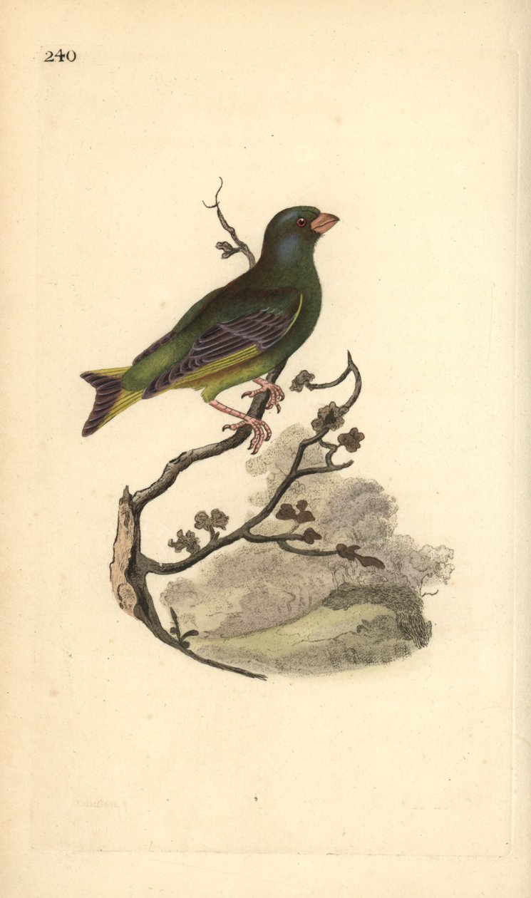 Avrupa yeşil finch, Carduelis chloris. Edward Donovan tarafından kendi “Natural History of British Birds” Londra kitabından çizilip kazınmış, elle boyanmış bakır levha by Edward Donovan