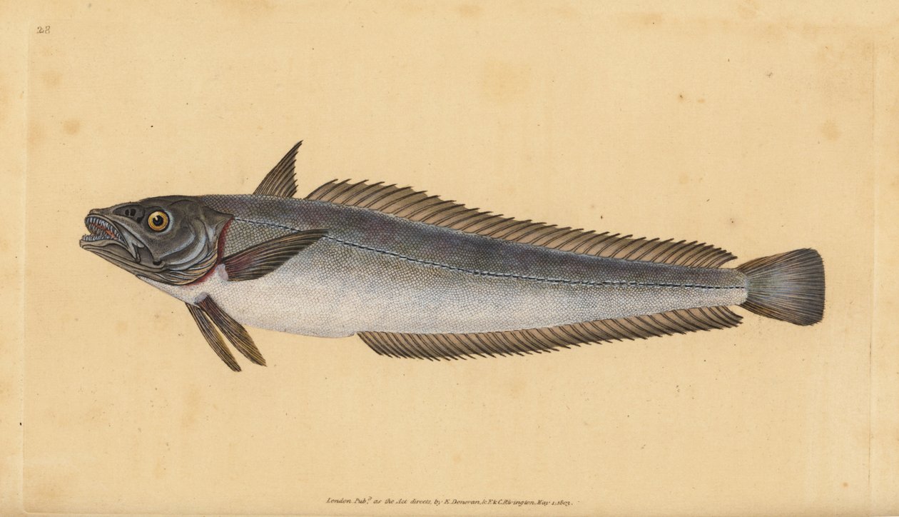 Avrupa hake, Merluccius merluccius (Hake, Gadus merluccius). Edward Donovan tarafından Natural History of British Fishes, Donovan ve F.C. ve J. Rivington, Londra by Edward Donovan