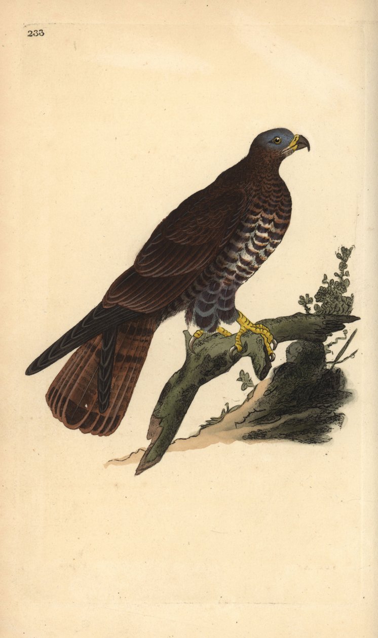 European honey buzzard, Pernis apivorus. Handcoloured copperplate drawn and engraved by Edward Donovan from his own “Natural History of British Birds,” London by Edward Donovan