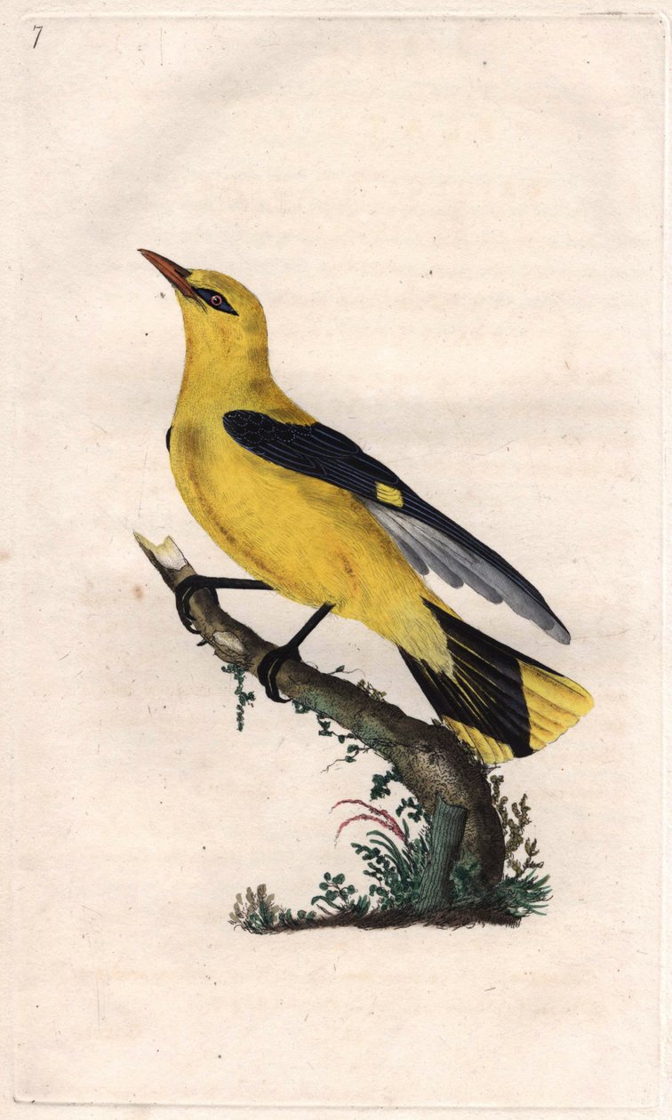 Avrupa sarısı. Oriolus oriolus (Oriolus galbula). İngiliz Kuşlarının Natural History, Londra