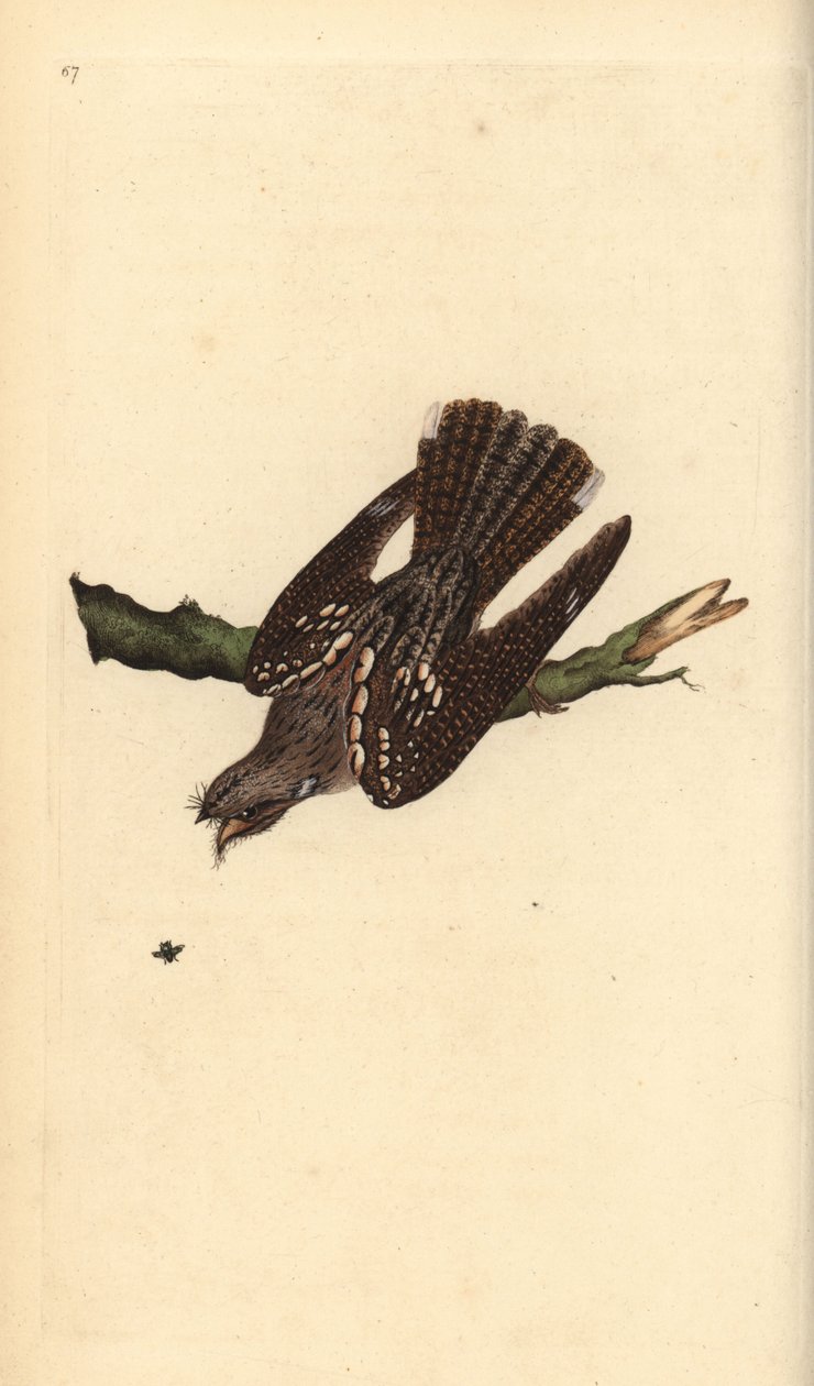 Avrupa gece kavanozu, Caprimulgus europaeus. Edward Donovan tarafından kendi “Natural History of British Birds” Londra kitabından çizilip kazınmış, elle boyanmış bakır levha by Edward Donovan
