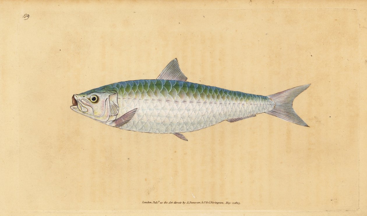 Avrupa sarısı, Sardina pilchardus (Pilchard, Clupea pilchardus). Edward Donovan tarafından Natural History of British Fishes, Donovan ve FC ve J. Rivington, Londra'dan çizilmiş ve oyulmuş elle boyanmış bakır levha by Edward Donovan