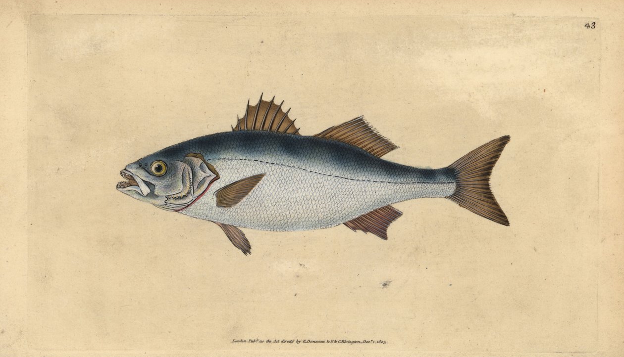 Avrupa levrek, Dicentrarchus labrax (Basse, Perca labrax). Edward Donovan tarafından Natural History of British Fishes, Donovan ve F.C. ve J. Rivington, Londra by Edward Donovan