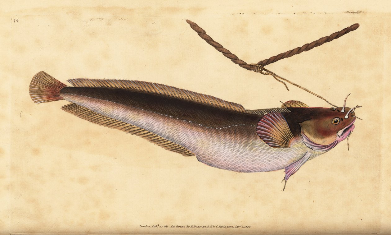 Beş sakal sallanan, Ciliata mustela (Beş sakallı morina balığı, Gadus mustela). Edward Donovan tarafından Natural History of British Fishes, Donovan ve F.C. ve J. Rivington, Londra by Edward Donovan