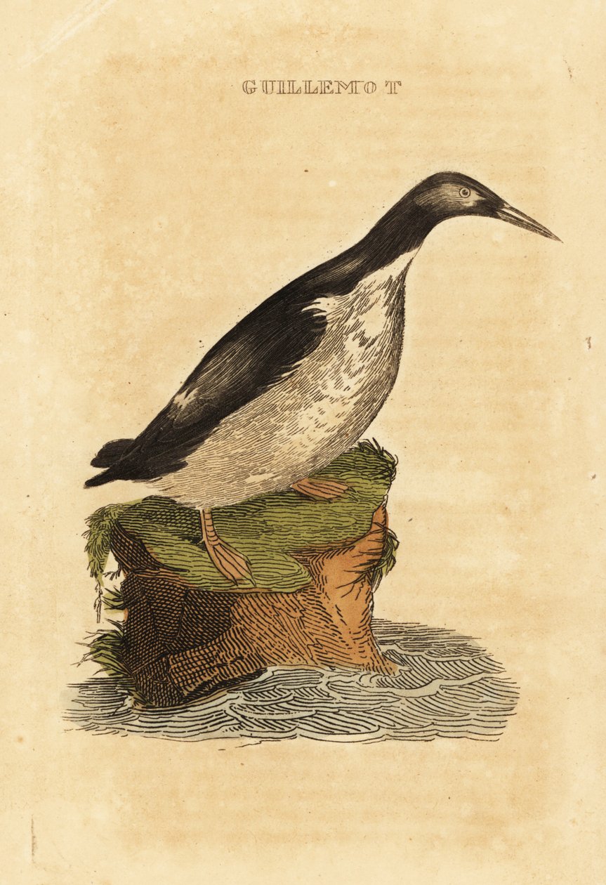 Aptal guillemot, Uria aalge by Edward Donovan