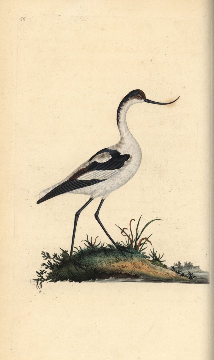 Ayak avocet, Recurvirostra avocetta. Edward Donovan tarafından kendi “Natural History of British Birds” Londra kitabından çizilip kazınmış, elle boyanmış bakır levha by Edward Donovan