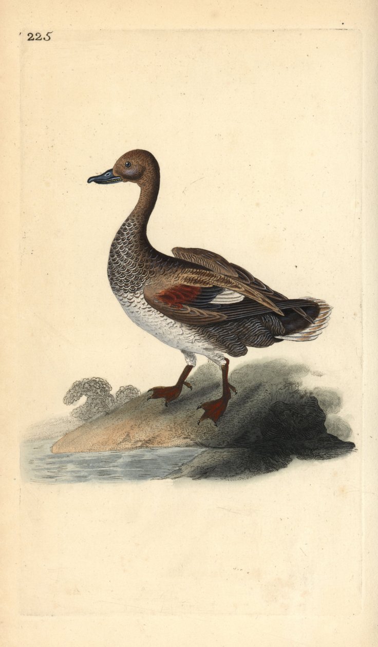 Gadwall (erkek), Anas strepera. Edward Donovan tarafından kendi “Natural History of British Birds” Londra kitabından çizilip kazınmış, elle boyanmış bakır levha by Edward Donovan