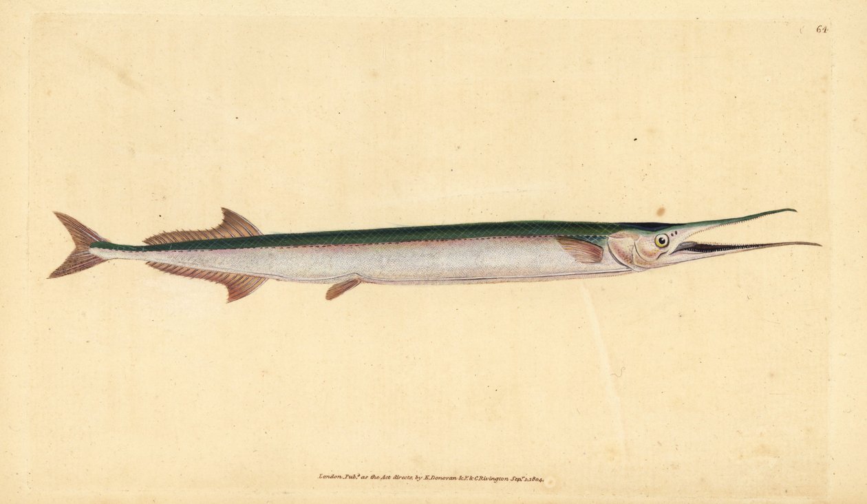 Zargana veya deniz iğnesi, Belone belone (Deniz turnası veya garbalığı, Esox belone). Edward Donovan tarafından Natural History of British Fishes, Donovan ve F.C. ve J. Rivington, Londra by Edward Donovan