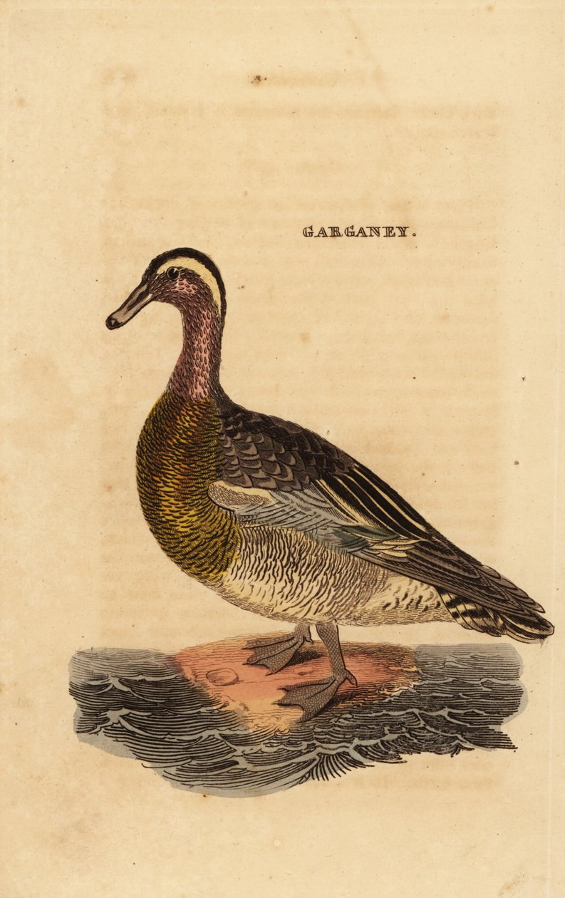 Garganey, Spatula querquedula, küçük cüretkar ördek by Edward Donovan