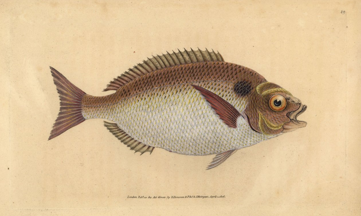 Gilt-head seabream or lunulated gilt-head, Sparus aurata. Handcoloured copperplate drawn and engraved by Edward Donovan from his Natural History of British Fishes, Donovan and F.C. and J. Rivington, London by Edward Donovan