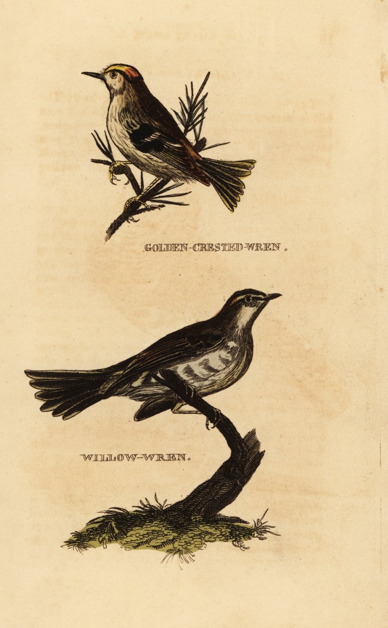Goldcrest, Regulus regulus ve söğüt ötleğen, Phylloscopus trochilus by Edward Donovan