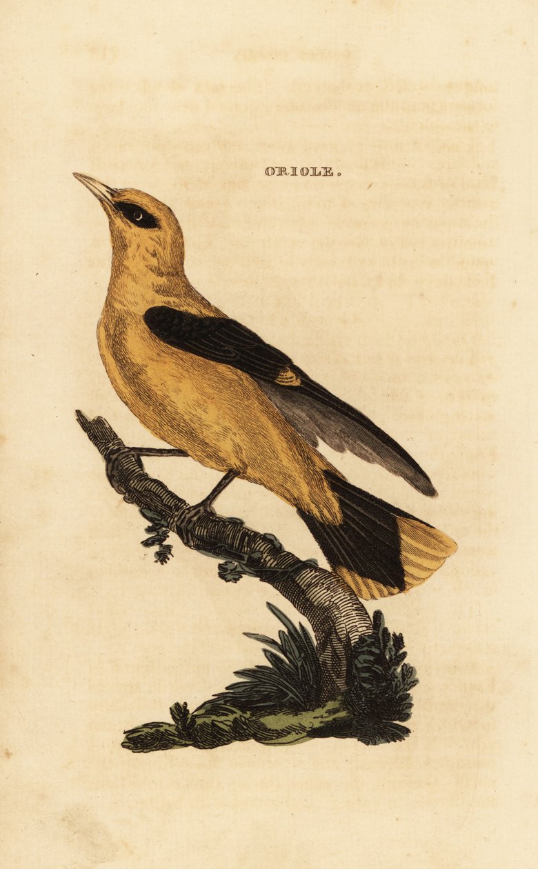 Altın sarısı, Oriolus oriolus by Edward Donovan