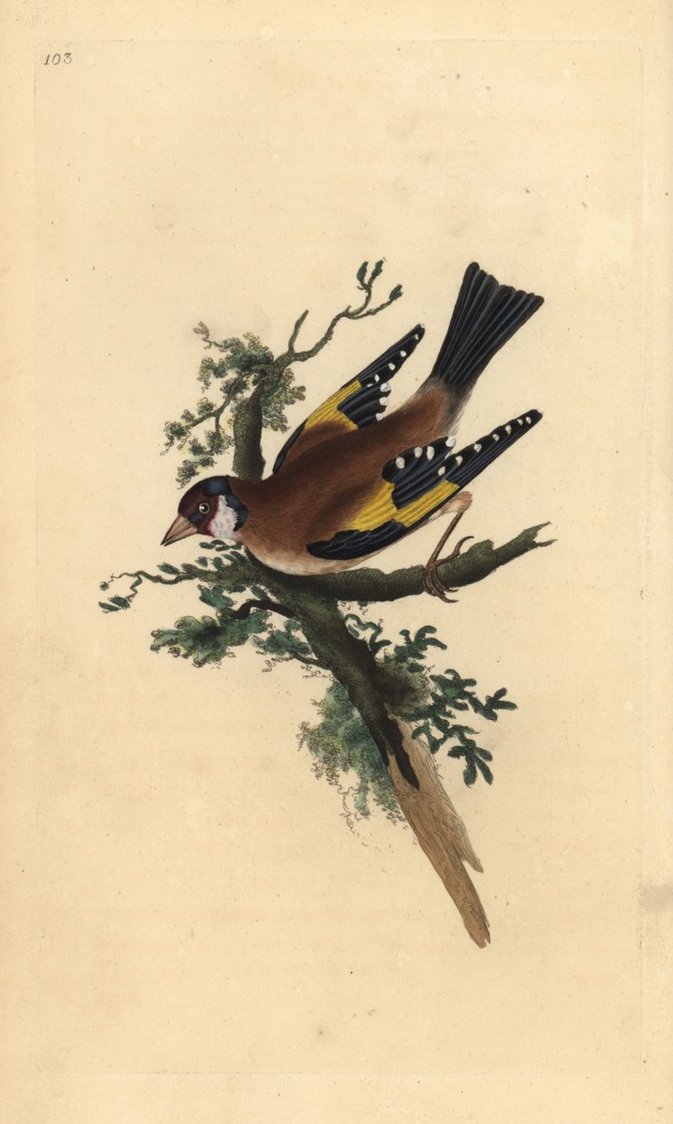 Algengar blöðrur, Fringilla coelebs. Handlituð koparplata teiknuð og grafin af Edward Donovan úr eigin „Natural History of British Birds“, Londonturki by Edward Donovan