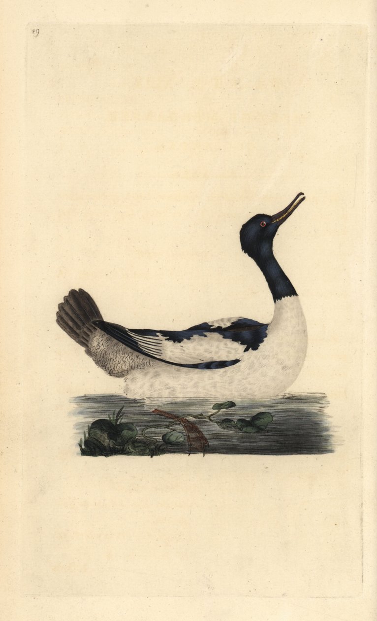 Goosander, Mergus birleşmesi. Edward Donovan tarafından kendi “Natural History of British Birds” Londra kitabından çizilip kazınmış, elle boyanmış bakır levha by Edward Donovan